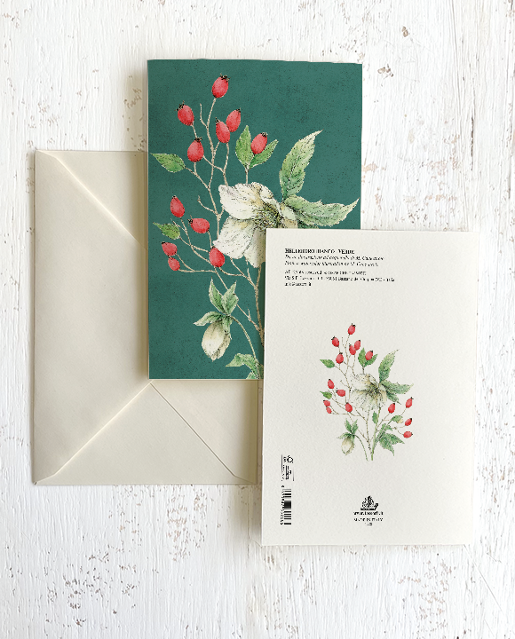 Helleboro bianco - verde