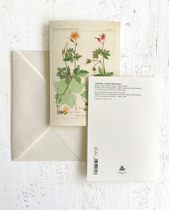 Geranio - Geranium Robertianum