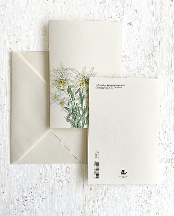 Card "Stelle alpine"