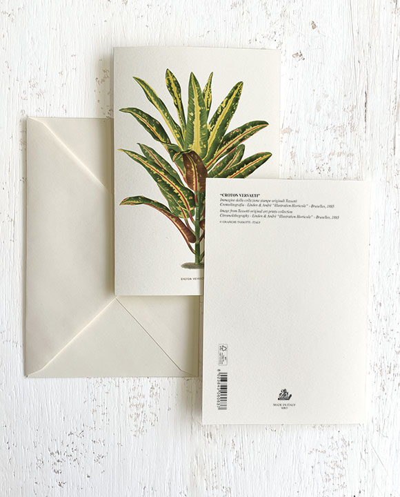 Card "Croton Vervaeti"